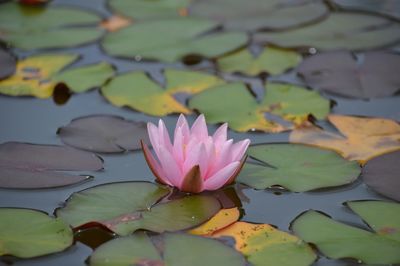 Close-up of pink lotus lily in pond