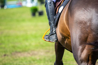 Close-up of horse on field