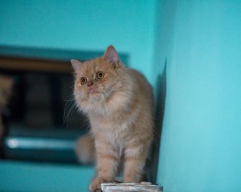 Close-up of cat looking away