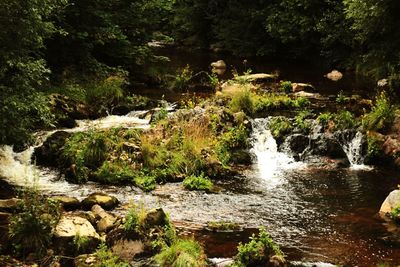 Scenic view of waterfall in forest