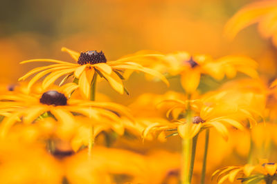 Close-up of yellow daisy flowers