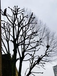 Low angle view of bare tree against sky