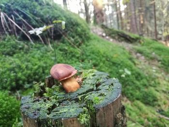 Close-up of snail on tree