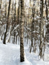 Trees on snow covered field in forest