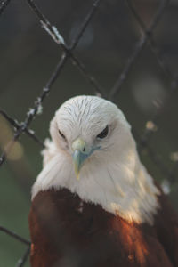 Close-up portrait of eagle outdoors