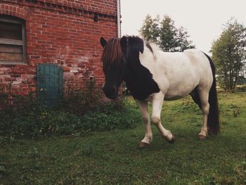 Horse standing on field