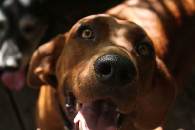 Close-up portrait of dog