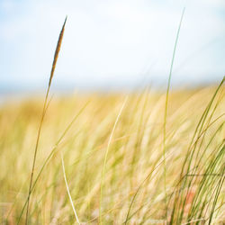 Close-up of wheat field against sky