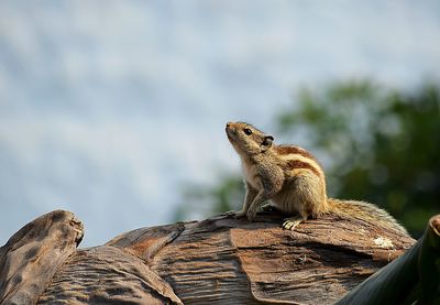 Close-up of squirrel on wood against sky