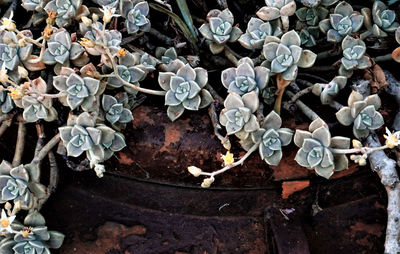 High angle view of succulent plant