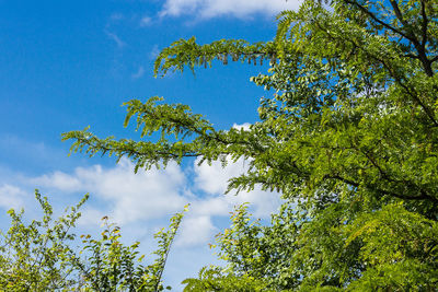 Low angle view of trees against sky