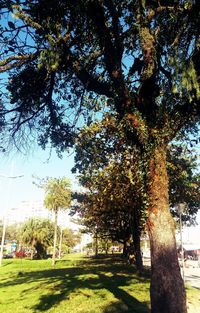 Trees against sky