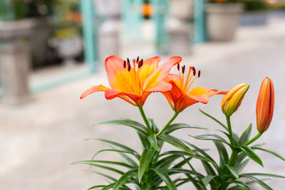 Close-up of orange flowering plant