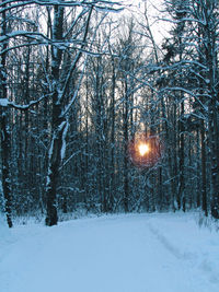 Snow covered trees in forest