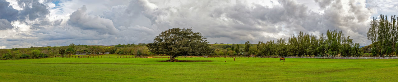 Panoramic view of trees on field against sky