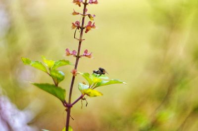 Close-up of insect perching on plant