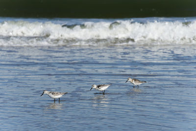 Seagulls flying over sea