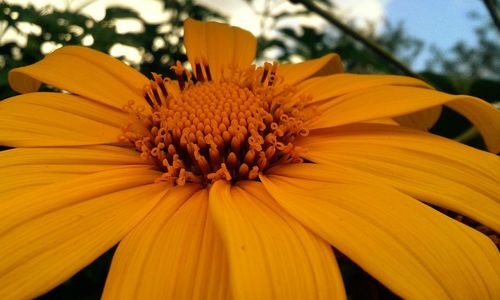 Close-up of yellow flower