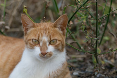 Close-up portrait of cat