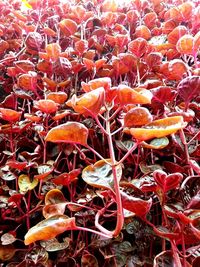 High angle view of orange plant on field