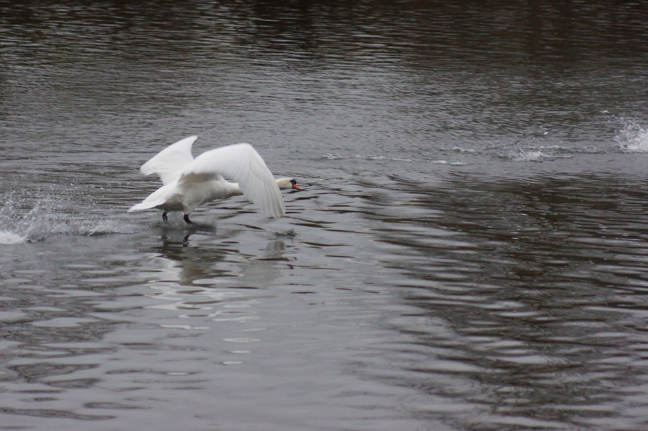 SWAN FLOATING ON LAKE