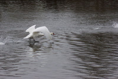 Swan swimming in a lake