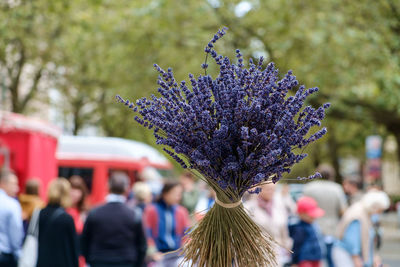 Close-up of people on purple flower