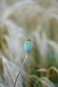 Close-up of plant