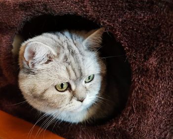 Close-up portrait of a cat