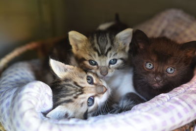 Portrait of cats relaxing