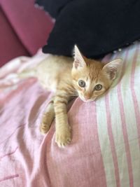 Portrait of kitten relaxing on bed