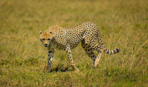 Cheetah on field