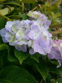 Close-up of purple flowers