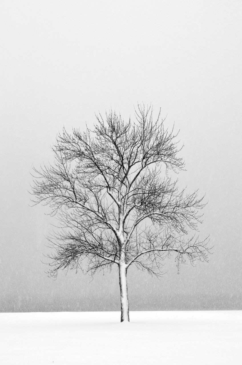 BARE TREE ON SNOW COVERED LANDSCAPE