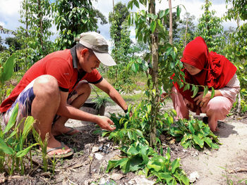 Man working in garden, picking kencur