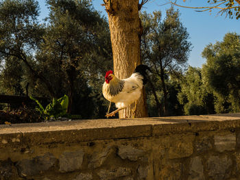 Rooster walking on retaining wall