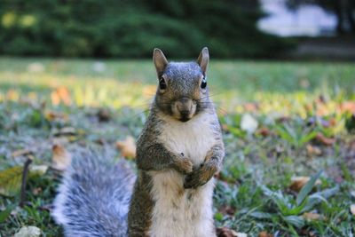 Portrait of squirrel on field