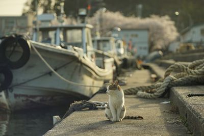 Cat living in