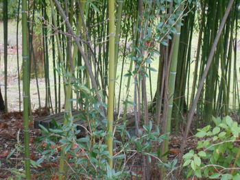 plant