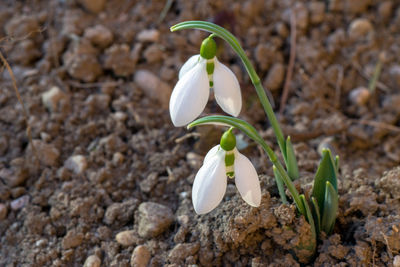 Close-up of white flowering plant on land