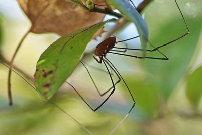 Close-up of spider on leaf