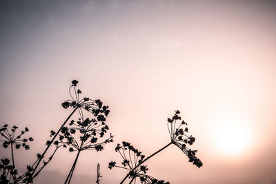 Low angle view of silhouette flowering plants against sky at sunset