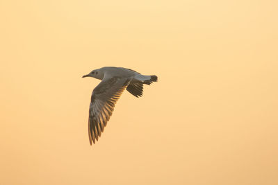 Low angle view of bird flying in sky