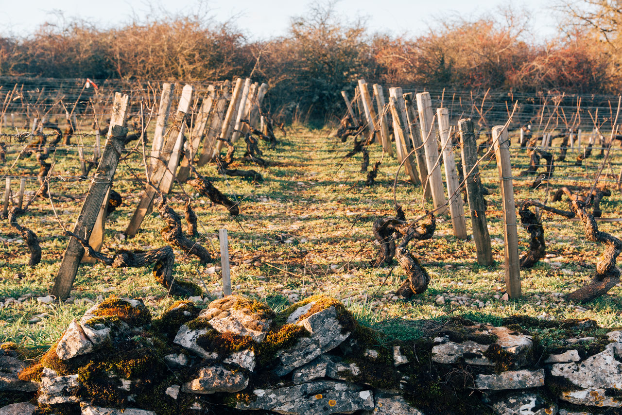 VIEW OF VINEYARD AGAINST TREES IN FIELD