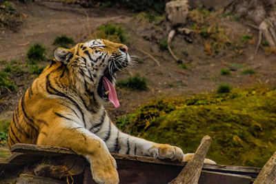 Tiger in a zoo