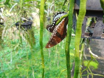 Close-up of butterfly on plant