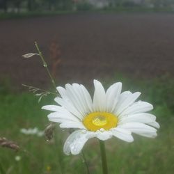 Close-up of white daisy blooming outdoors