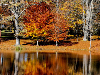 Trees by lake in forest during autumn