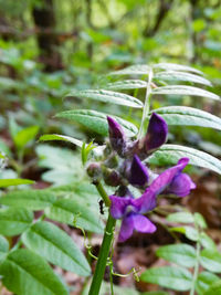 Close-up of purple flowering plant