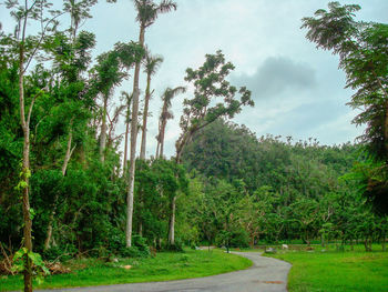 Trees in forest against sky